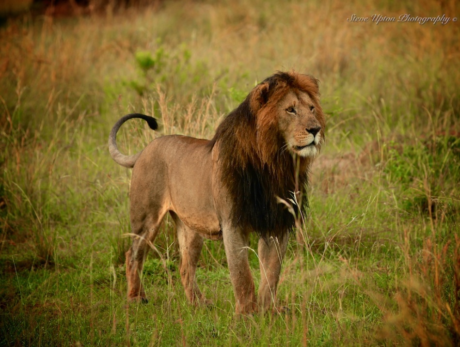 Adult Male Lion 38