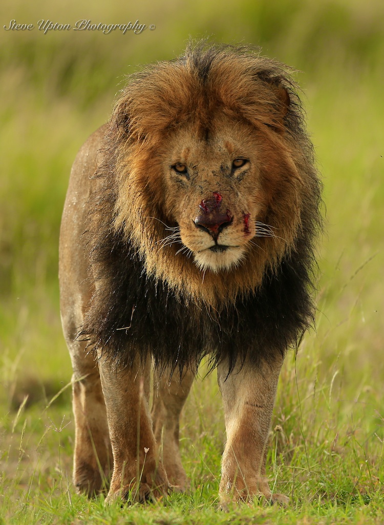Adult Male Lion 17