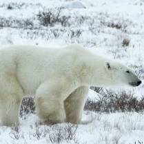 This large Polar Bear is pacing through the snow near the Hudson Bay in Manitoba Canada.