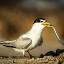 A Lest Tern finds its dinner on the beach at Plum Island, Mass.