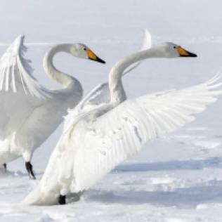 An appealing white-on-white image featuring a pair of magnificent Whooper Swans.