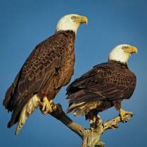 A pair of Eagles scans the horizon from their perch in Florida.