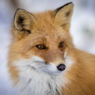 This beautiful animal was photographed in the area near the village of Rausu in Hokkaido, Japan.