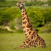 An adult Masai giraffe rests in the open in the Masai Mara range.