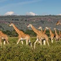 A "Tower" of Rothschild giraffes roam the area around Lake Nakuru, Kenya.