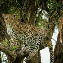 The law of the jungle favors the big cats, and this leopard is a sure example.