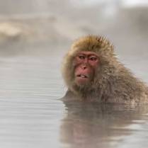 A Snow Monkey warms up in the hot springs in Hell's Canyon near Nagano Japan.