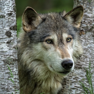 A personal favorite, this gray wolf shot captures the eyes that always deepen the story of any wildlife photo.