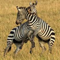Two Zebra males battle over breeding rights in Masai Mara.