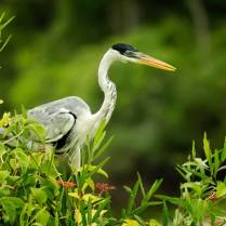 A Cocoi Heron sits in the berry bushes in the Pantanal, Brazil.
