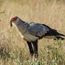 A long-legged Secretary Bird finds a mouse in the grasses of Kenya, Africa.