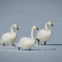 These three Whooper Swans are on a hike through the snow in Hokkaido, Japan.