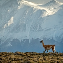 A Guanaco, the wild ancestor of the llama, is backdropped by the Andean mountains.