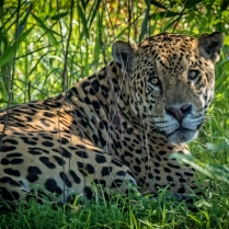 Big Jaguar seeks some shade in the Pantanal jungle.