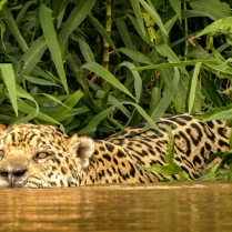 A Jaguar hunts a resting Cayman in Brazilian jungle waters.