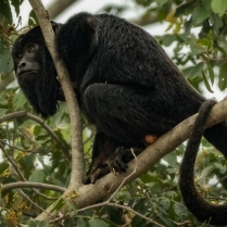 A male Howler Monkey sits in the canopy in Brazil.