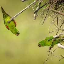 A pair of White Eyed Parakeets in South America